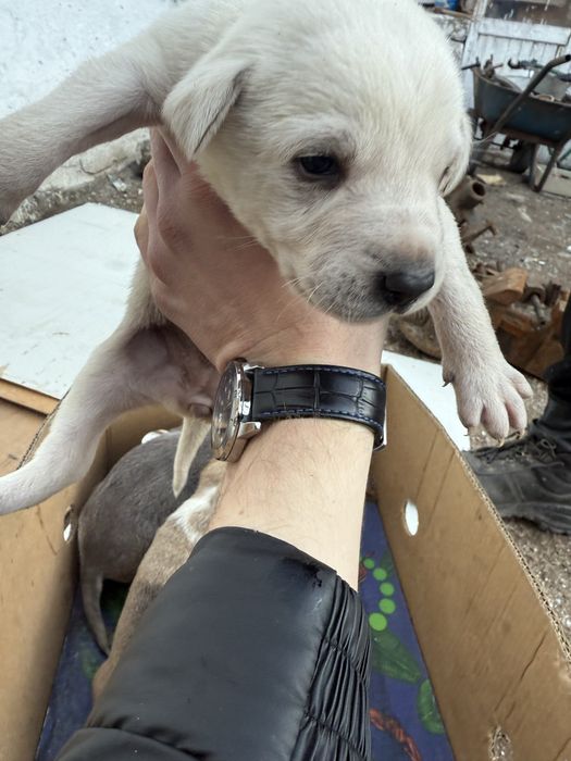 Щенки ищут дом , бесплатно