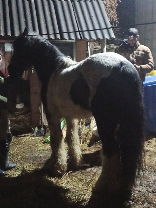 Vând sau schimb  cu oii