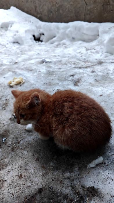 Котенок. 3-4 недели