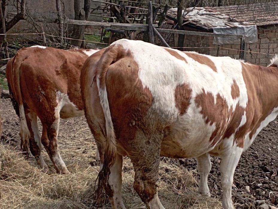 Vaca gestanta de vânzare