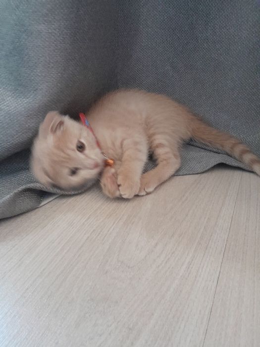 Scottish Fold mushukcha (erkak). Котенок  мальчик, скотиш-фолд,