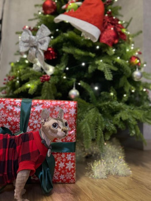 Котята сфинс эльф бронь
