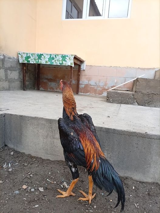 Жужа хуроз сотилади