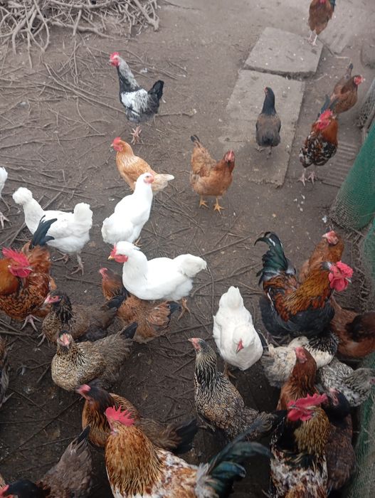 Продам петухов разных