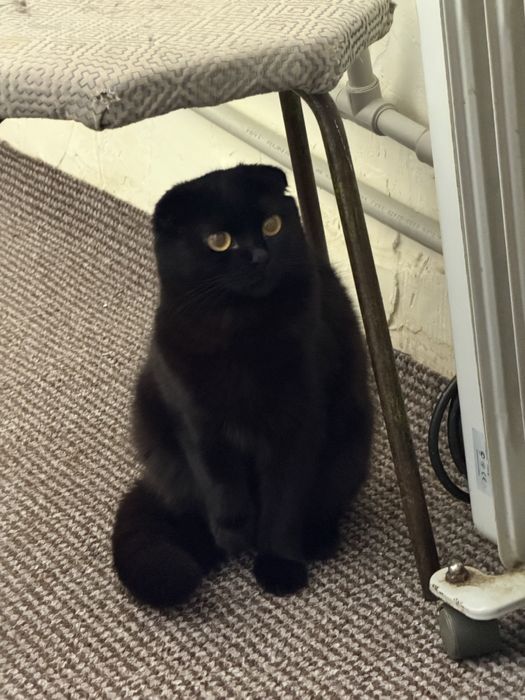 Шотландский Веслоухий