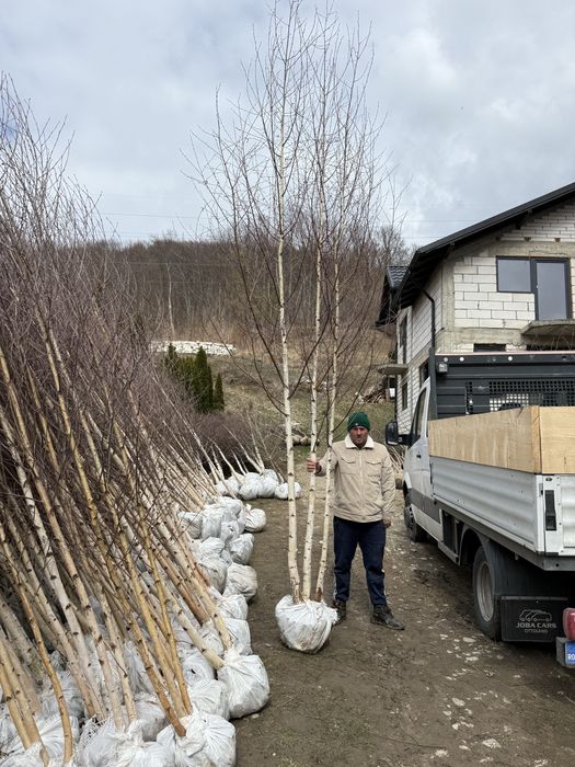 Mesteacăn cu coaja alba