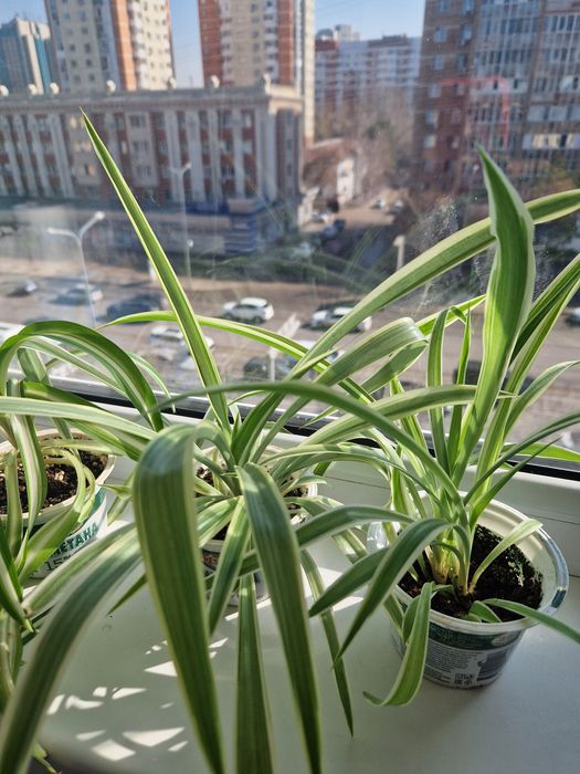 Продам хлорофитум.