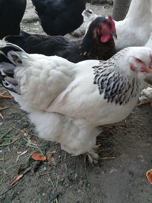 crescator animale,pasari
