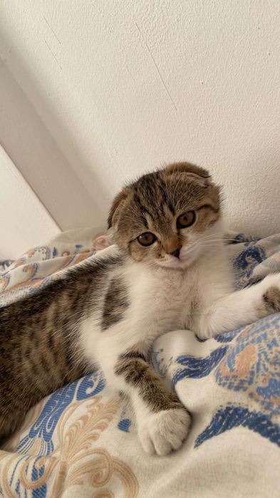 Кошка продается 3 месяца