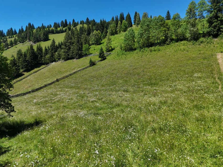 Teren de vanzare 2000 mp intravilan in Bucovina comuna Breaza