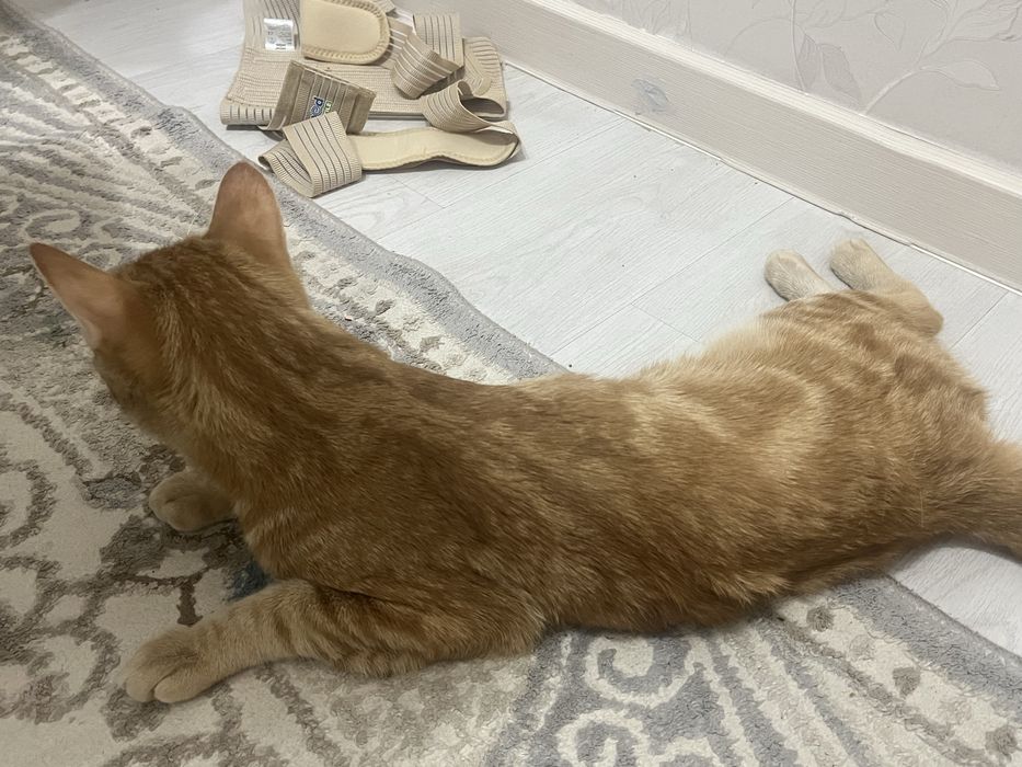 Шотландский прямоухий кот