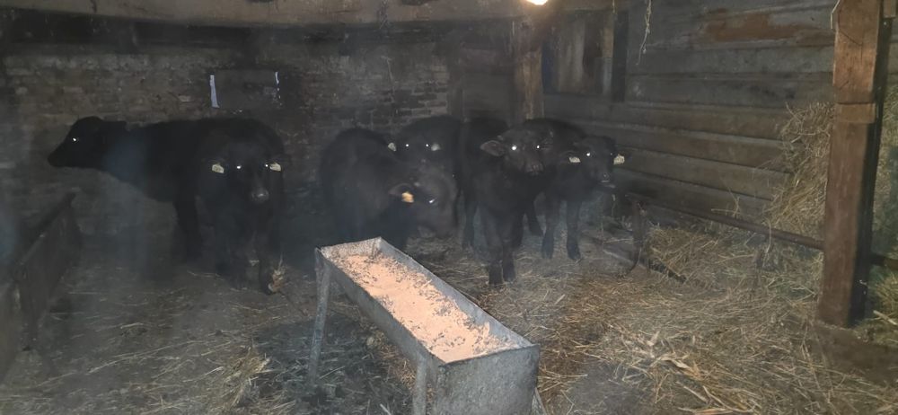 Vițele de bivolă, între 5-6 luni