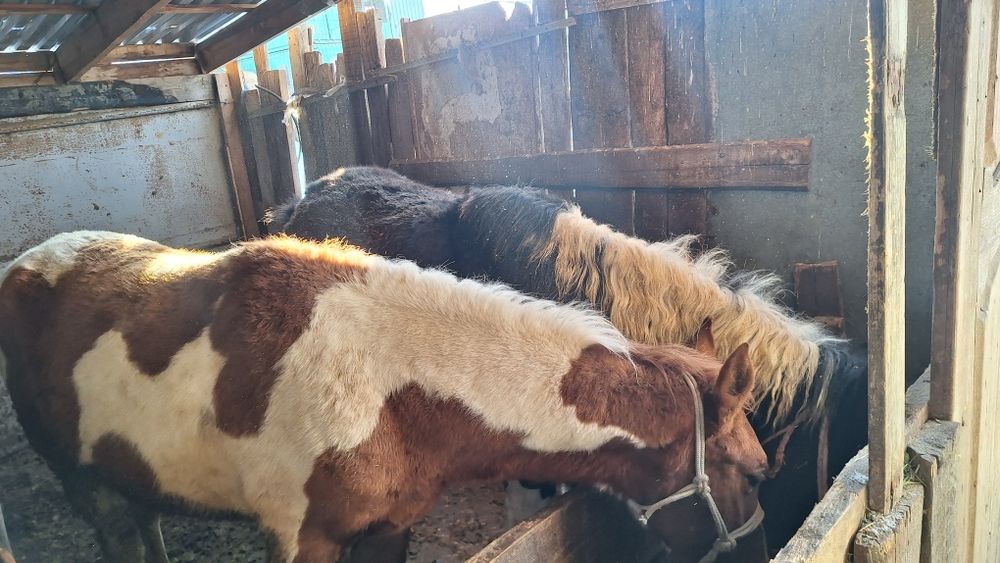 тайлар сатылады.