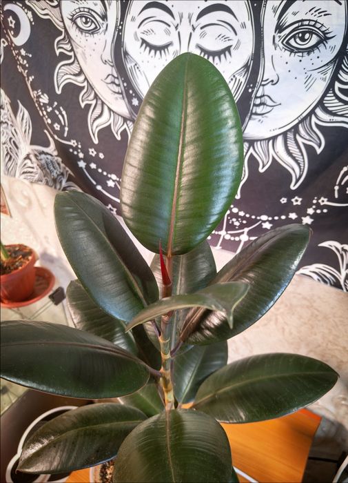 Фикус черный принц