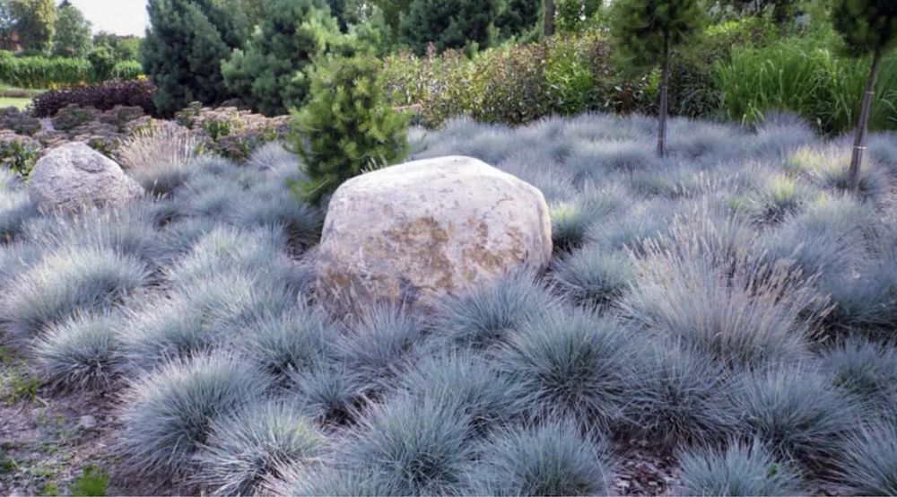 Овсяница сизая