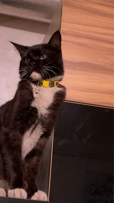 Потерян!!Вознаграждение!!