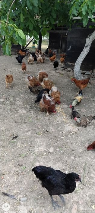 Vand 10 rate gălăgioase