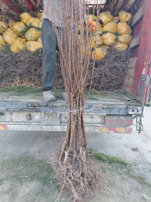 Саженцы Продаются Кошеттер оптом и в розницу