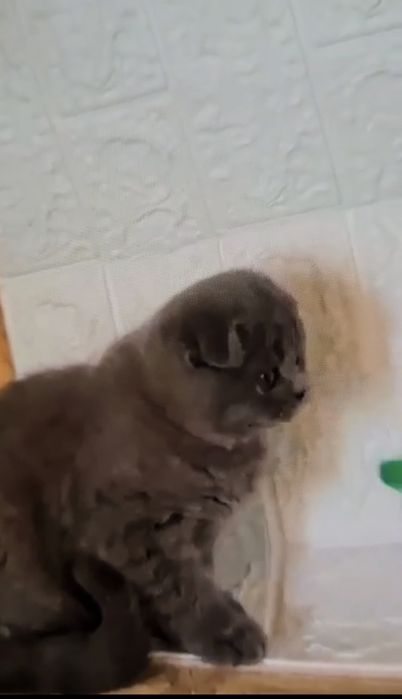 Scottish fold blue  shorthair