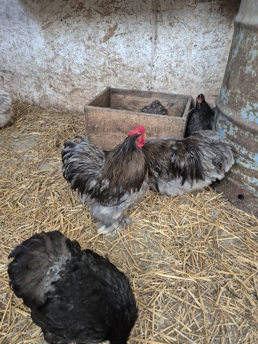 Disponibile perechi și oua cochinchina pitic