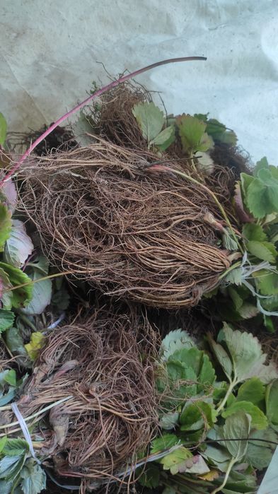 Целогодишни и сезонни ягоди + малини Люлин – пикиран разсад