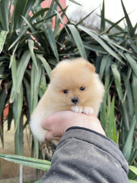 Померан мини момиче. Померанче