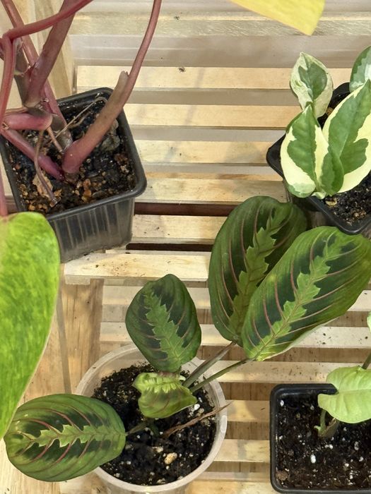 Набор из 6 цветов