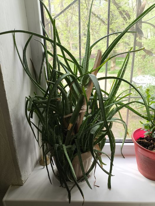 Алоэ лечебный многолетний