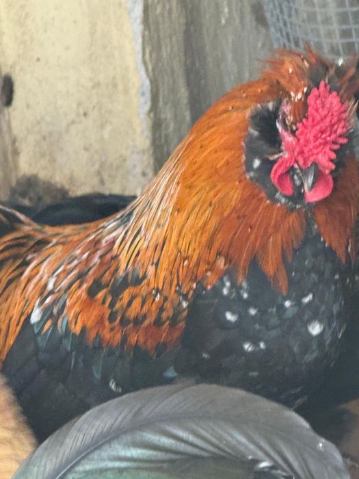 Карликовые петухи