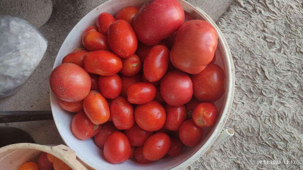 Продаются дачные  помидоры