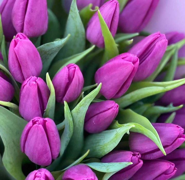 Тюльпаны оптом в Алматы!