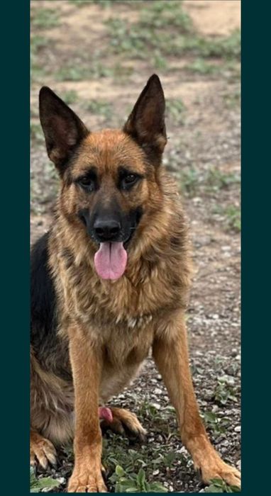 Немецкая овчарка