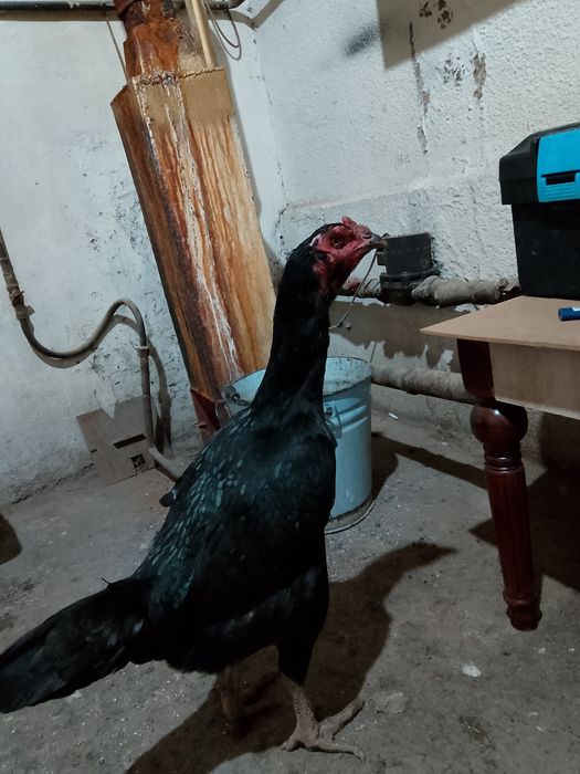 Зор мекен сатылады