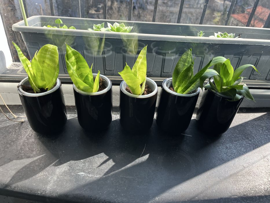 Сенсевиера с кашпа