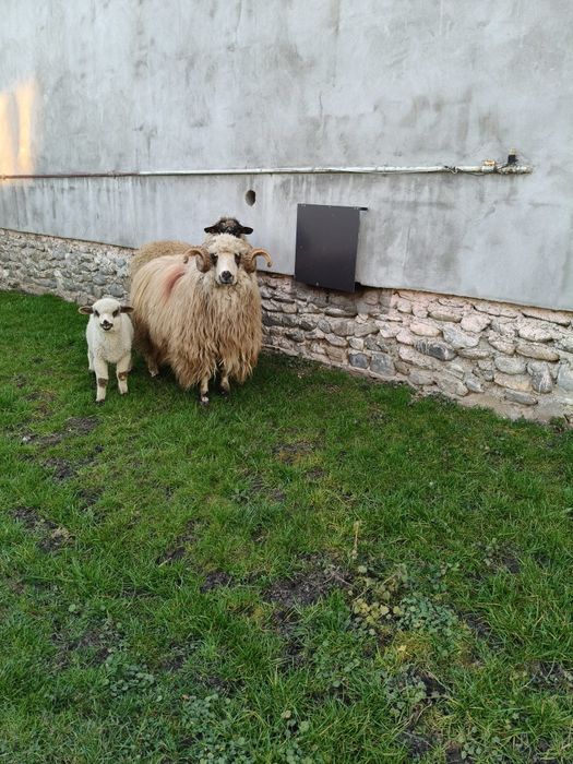 Berbec Țurcan~Exemplar Deosebit~