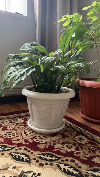 Красивые цветы для дома