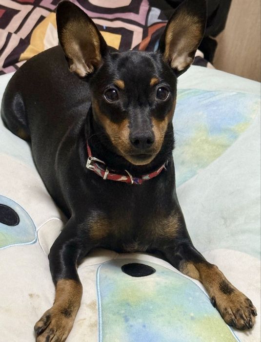 Femela pinscher mini 8 luni 2500 lei