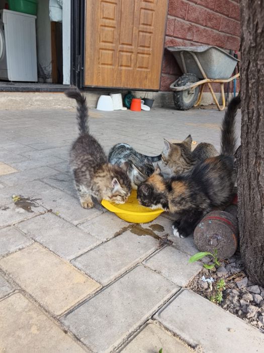 Котята бесплатно