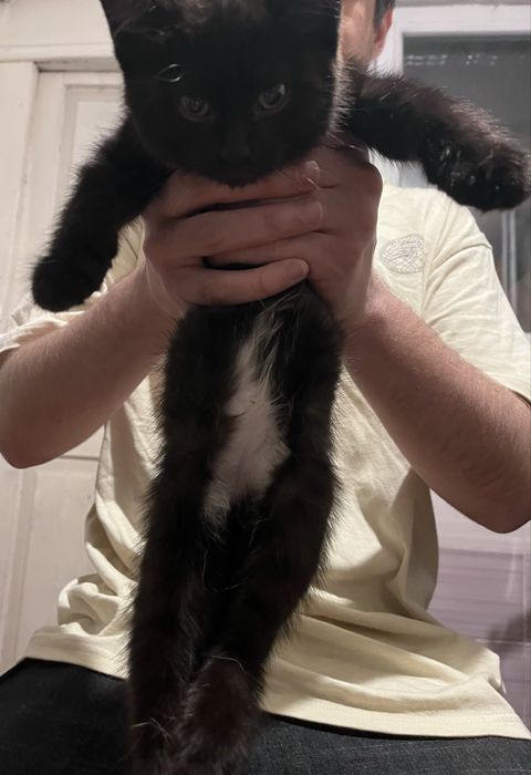котенок (девочка) в добрые руки