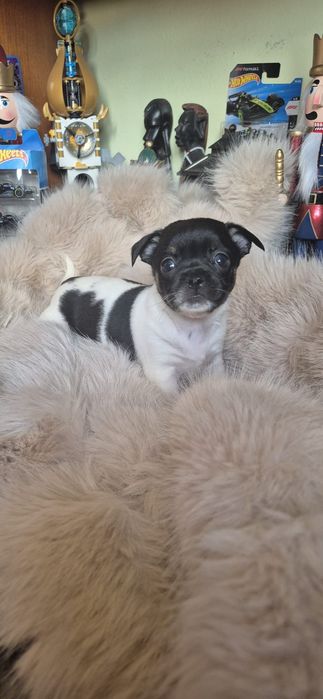 Chihuahua fetita cu acte