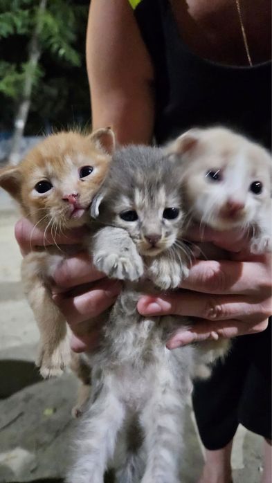 Отдам котят в хорошие руки!