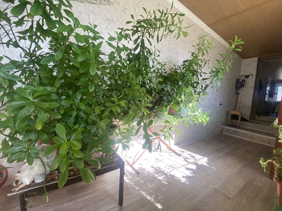 Продам цветы