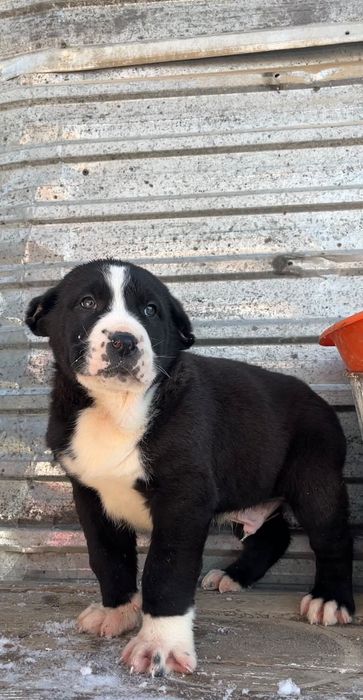 среднеазиатская овчарка