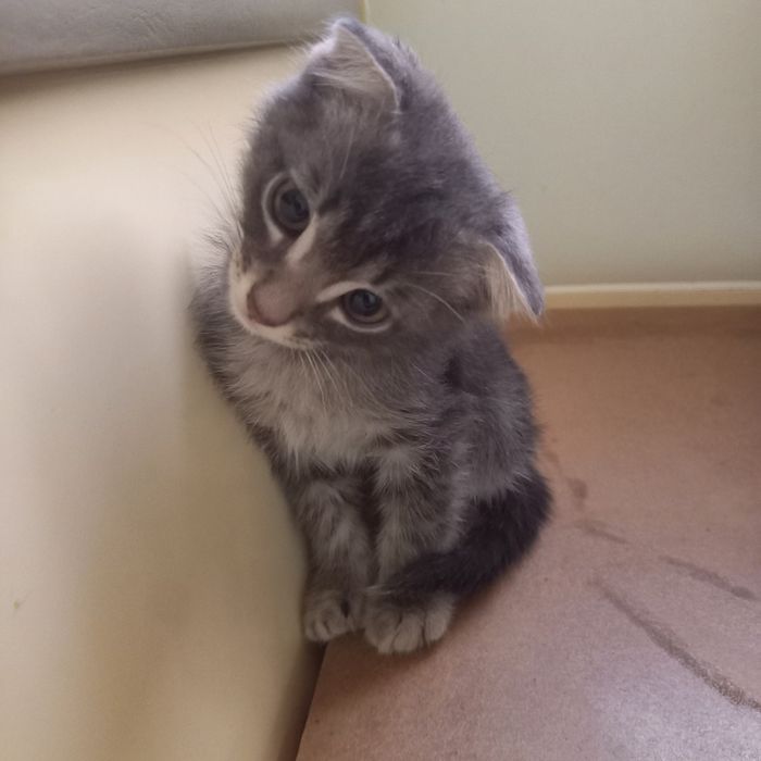 Вислоухий котёнок 1,5 мес мальчик