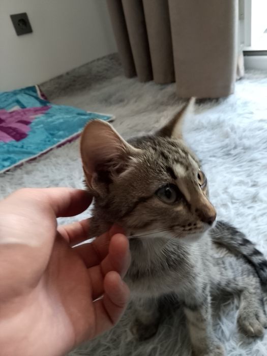 :D Тегін мысық алыңыз! / Отдам кошкy даром!