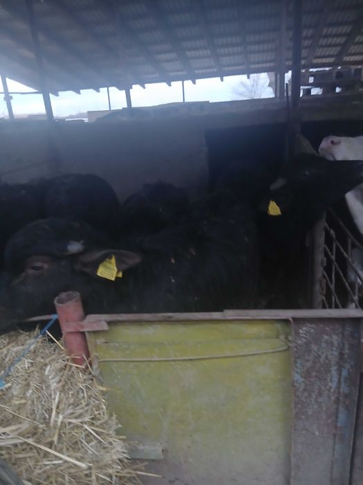 Bivoli cu acte de origine