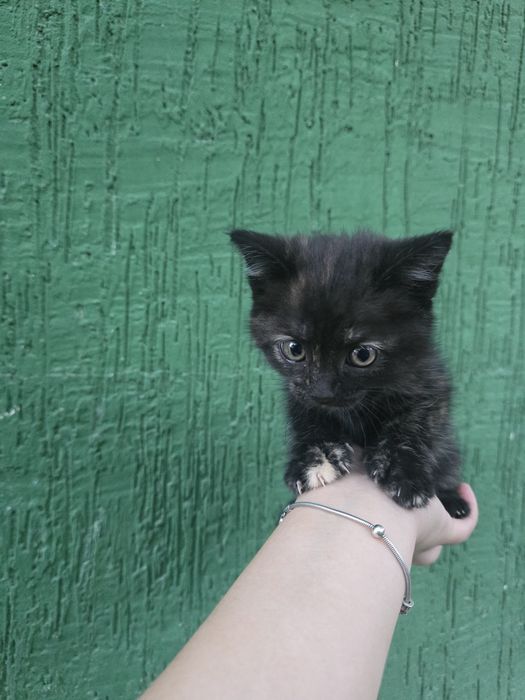 Котенок в добрые руки