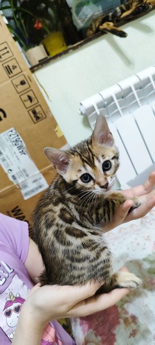 Продаются бенгальские котята