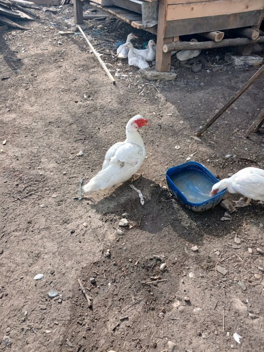 Vând rațe mute mari si mici