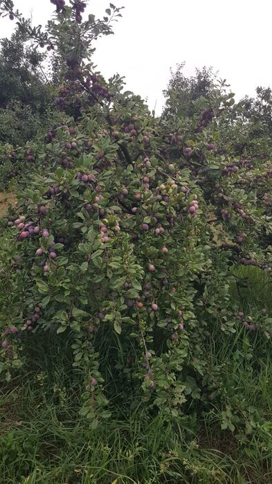 Fructe de sezon, prune, pere